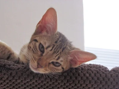 Ocicat koťata